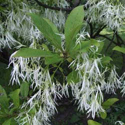 Chionanthus virginicus